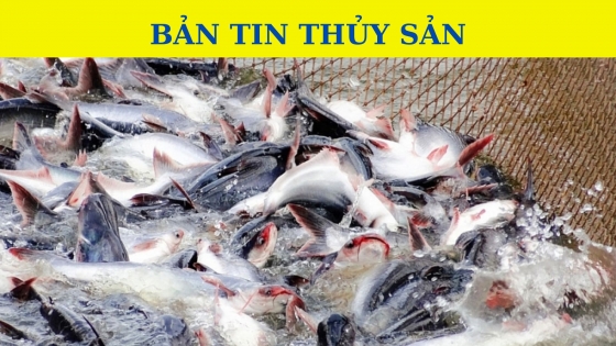 Bản tin Thủy sản ngày 2 tháng 11 năm 2023