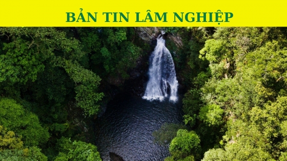 Bản tin Lâm nghiệp ngày 2 tháng 11 năm 2023