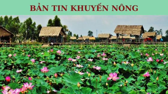 Bản tin Khuyến nông ngày 2 tháng 11 năm 2023