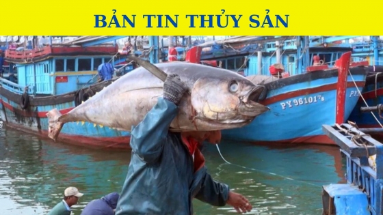 Bản tin Thủy sản ngày 3/11/2023: Xuất khẩu cá ngừ sang Ba Lan khởi sắc