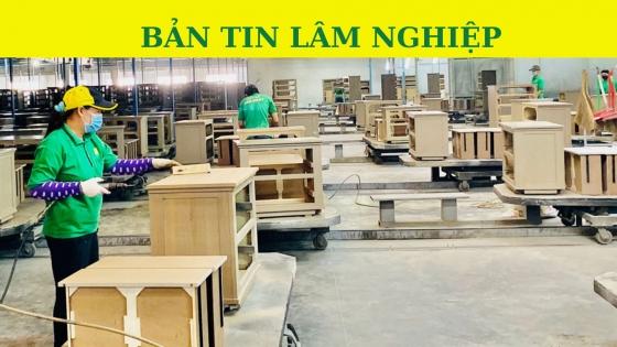 Bản tin Lâm nghiệp ngày 6/11/2023: Chống phá rừng là xu thế trong tăng trưởng xanh