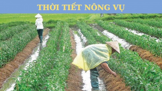 Thời tiết nông vụ ngày 6 tháng 11 năm 2023