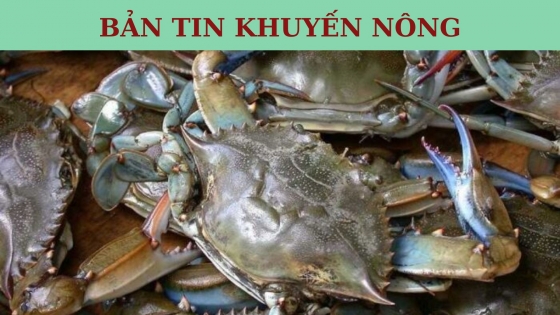 Bản tin Khuyến nông ngày 6/11/2023: Nuôi cua biển thu nhập hơn 100 triệu đồng