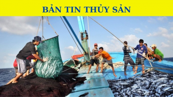 Bản tin Thủy sản ngày 7/11/2023: Cấp giấy phép, cập nhật 100% dữ liệu tàu cá