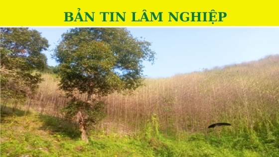 Bản tin Lâm nghiệp ngày 7/11/2023: Xuất hiện sâu xanh ăn lá rừng cây bồ đề