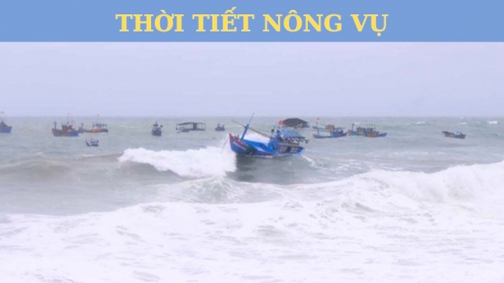 Thời tiết nông vụ ngày 07/11/2023: Gió Đông Bắc gây sóng lớn ở Vịnh Bắc Bộ