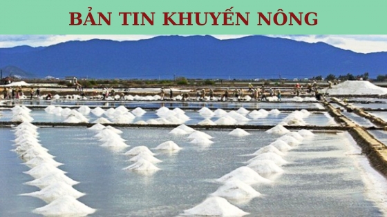 Bản tin Khuyến nông ngày 7/11/2023: Sản xuất và bảo quản muối bạt nhựa