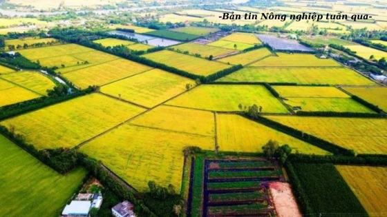 Ngành lúa gạo đất Chín Rồng bắt đầu hành trình mới