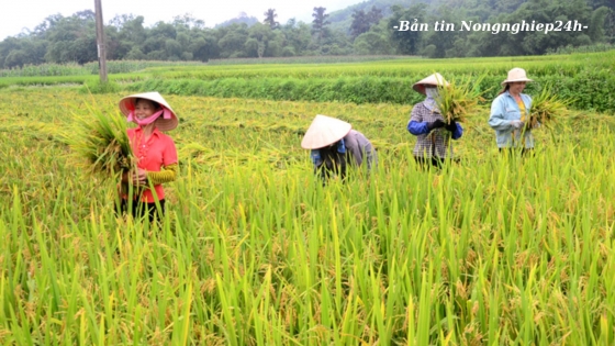 Liên kết quan trọng nhất là giữa nông dân với nông dân