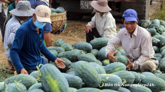 Những lưu ý khi xuất khẩu dưa hấu chính ngạch sang Trung Quốc