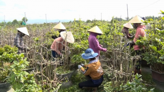 Làng mai An Nhơn vào vụ Tết, tạo việc làm cho hàng nghìn lao động