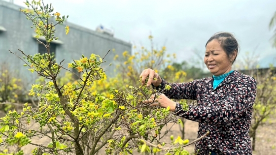 Mai vàng Kỳ Nam và nụ cười xuân mới