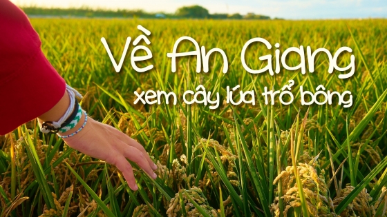 Về An Giang xem cây lúa trổ bông