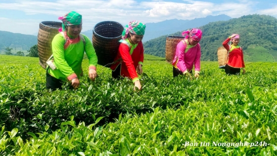 Tự hào phong trào của phụ nữ thế giới, truyền thống của phụ nữ Việt Nam