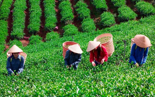 Cho chè ‘ăn’ trứng gà