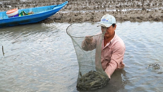 Chế phẩm vi sinh biến rơm rạ trong ruộng lúa thành thức ăn cho tôm