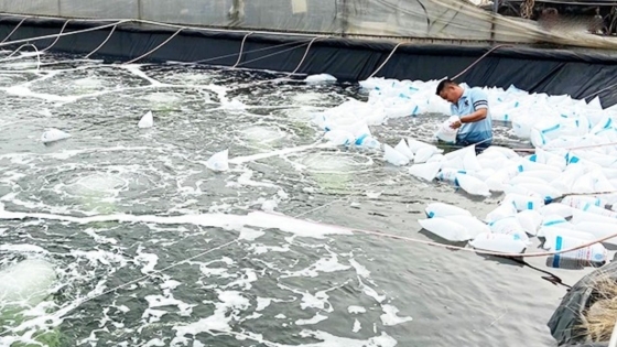 Bản tin Thủy sản ngày 18/4/2024: Chủ động nguồn tôm giống từ sản xuất trong nước