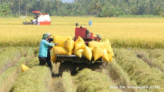 Diện tích lúa đông xuân thiệt hại do hạn hán, xâm nhập mặn rất ít