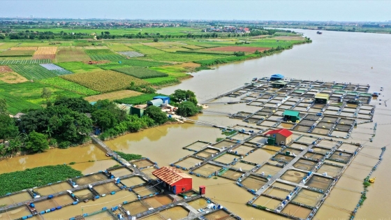 Bản tin Thủy sản ngày 4/6/2024: Nuôi cá lồng trên sông mang lại giá trị cao