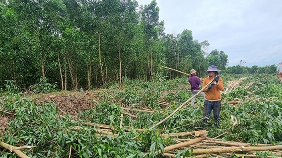 Bản tin Lâm nghiệp ngày 4/6/2024: Triển khai 18 dự án khuyến nông về lâm nghiệp