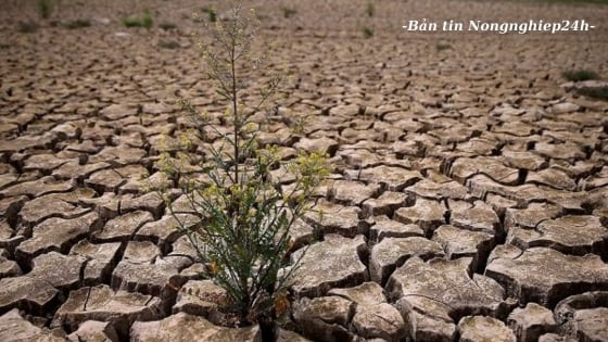 Việt Nam có trên 11,8 triệu ha đất tự nhiên thoái hóa