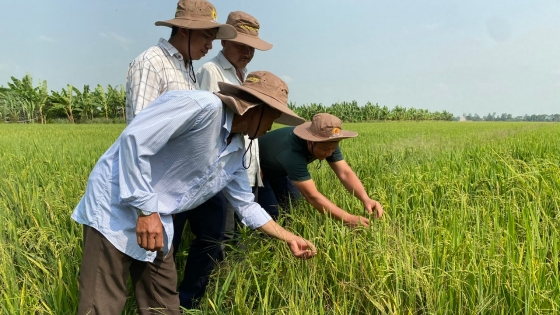 The rice field in which one-time seeding yields two harvest crops