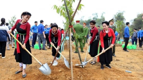 Bản tin Lâm nghiệp ngày 18/6/2024: Tuyên Quang cán đích Đề án 1 tỷ cây xanh