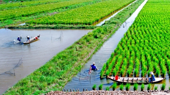 Nền tảng phát triển nông nghiệp 'đất Chín Rồng' từ những mô hình thuận thiên