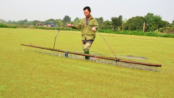 Lấy lại vị thế cây bèo hoa dâu trên hành trình nông nghiệp hữu cơ