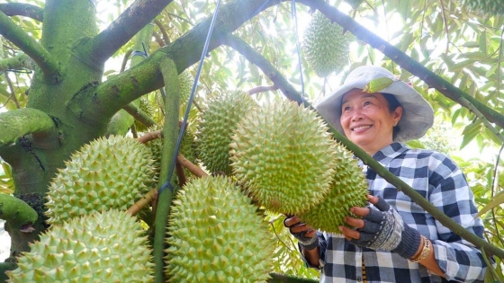 Những nỗ lực để ‘vua’ trái cây của Việt Nam phát triển bền vững