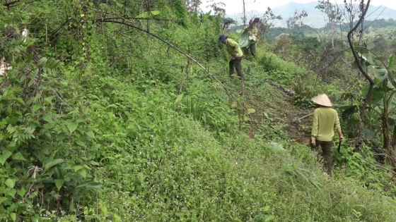 Bản tin Lâm nghiệp ngày 15/8/2024: Nhổ bỏ cây trồng trái phép trên đất lâm nghiệp