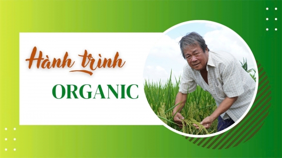 Hành trình organic: Ươm mầm lúa hữu cơ trên vùng đất sét