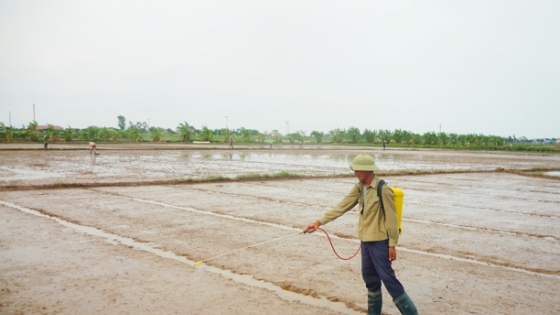 Kinh nghiệm xử lý cỏ dại trong sản xuất lúa