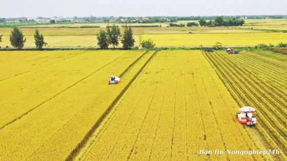 Cấu trúc lại hệ sinh thái ngành hàng từ '1 triệu ha lúa chất lượng cao'