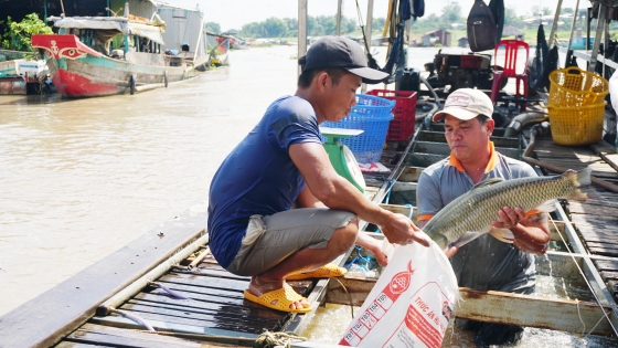 Không để tái diễn cảnh nước lũ cuốn trôi cá lồng bè