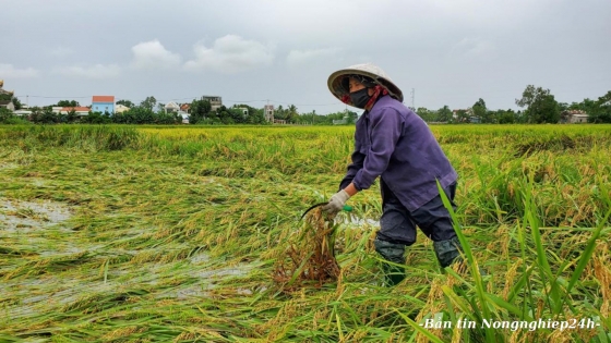 Bão số 3 có thể ảnh hưởng vùng trọng điểm sản xuất nông nghiệp miền Bắc