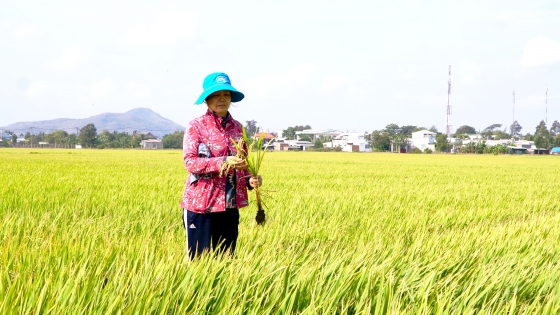 Trồng lúa sạch theo hướng VietGAP giúp nông dân tăng thu nhập