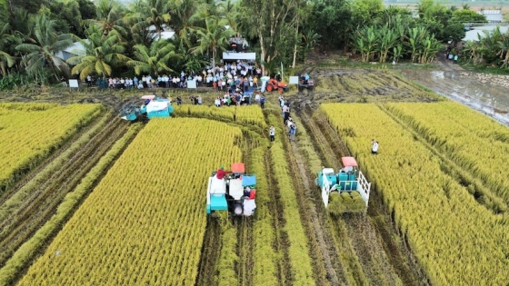 Khơi thông các nguồn lực quốc tế cho 1 triệu ha lúa chất lượng cao