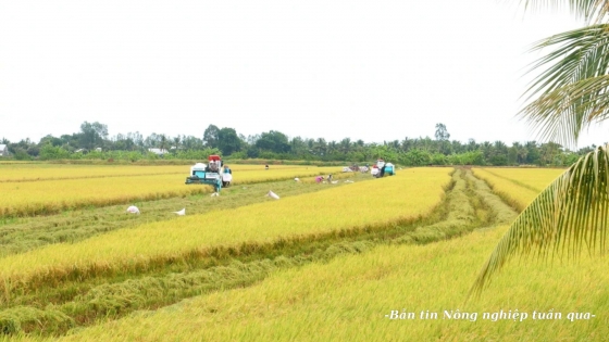 Những thành quả đầu tiên của Đề án 1 triệu ha lúa chất lượng cao