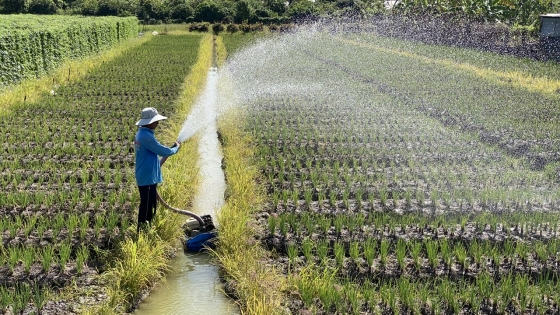 Có thủy lợi tốt giúp nông dân Tam Nông cải thiện năng suất cây trồng