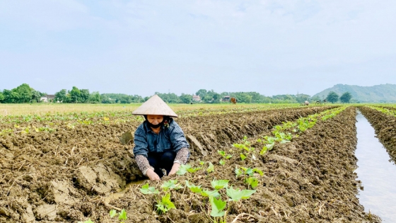 Tối đa diện tích và chuẩn bị nguồn giống sớm cho trồng trọt vụ đông