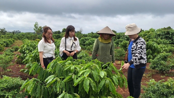 Gia Lai tái canh hiệu quả hàng ngàn ha cà phê