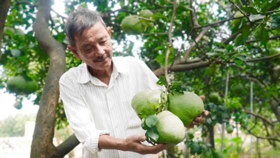 Đất khỏe nông dân làng bưởi Bạch Đằng sống khỏe