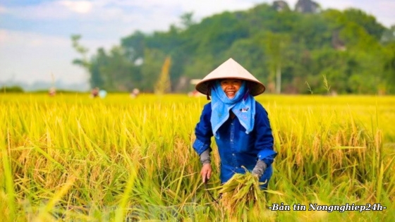 Nông dân tạo nên câu chuyện về nông nghiệp Việt Nam