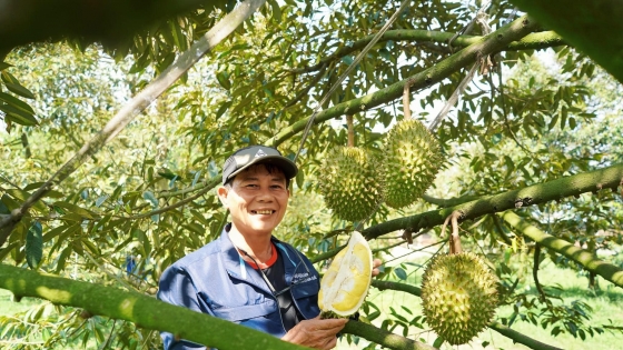 Liên kết nông dân, doanh nghiệp để phát triển sầu riêng bền vững