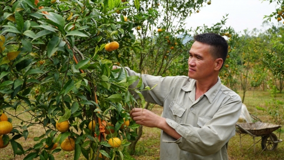 Trồng quýt vàng sử dụng chế phẩm hữu cơ cho quả to đều, mọng nước