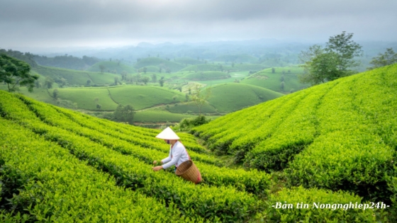 Chú trọng đào tạo nguồn nhân lực nòng cốt ứng dụng IPHM