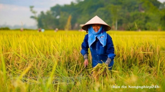 Thắng lợi của ngành nông nghiệp đến từ nông dân