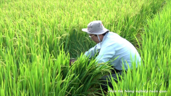 Tăng cường phòng chống dịch bệnh trên cây trồng, vật nuôi