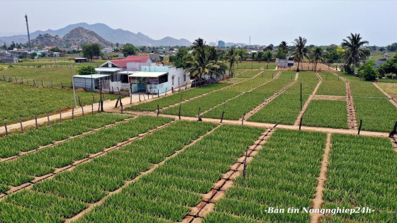 Phát triển cây trồng, vật nuôi lợi thế tại khu tái định cư